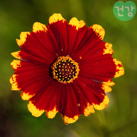 기생초 효능, 기생초 꽃이 피는