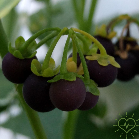 까마중 효능, 부작용, 먹는법