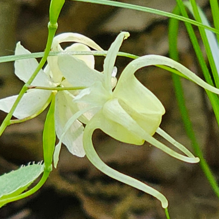 삼지구엽초 효능, 혈액순환 개선 효과, 영양성분, 주의사항