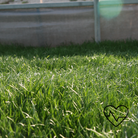 세발나물 효능, 두부무침, 제철