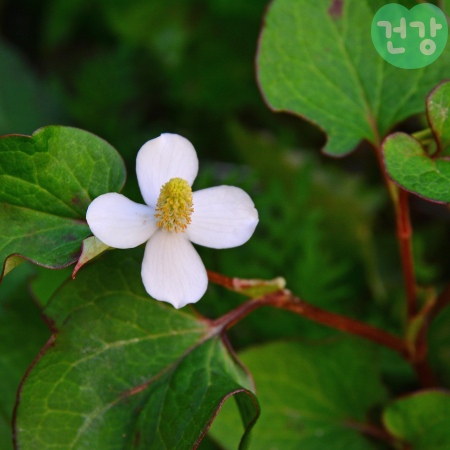 어성초 효능, 활용법, 피부 케어 방법, 부작용
