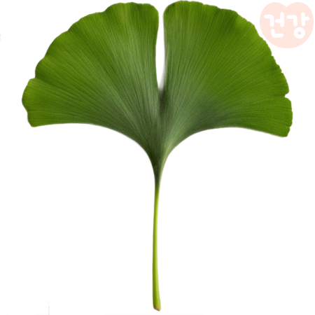 은행잎 추출물 효능, 권장량, 항산화 성분이 혈관건강에 미치는 영향, 부작용