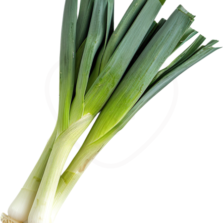 파 효능, 보관법, 심는시기