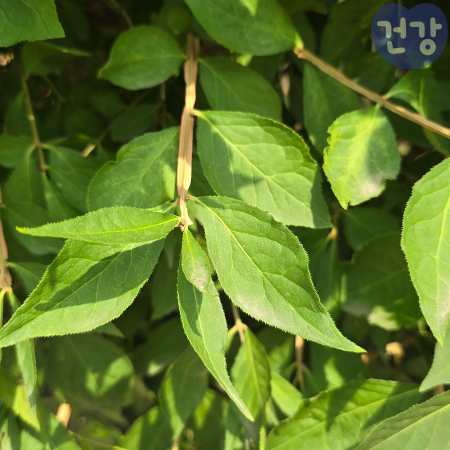 화살나무 효능, 혈당 조절에 어떤 도움을 주나, 먹는방법